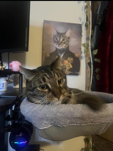 Motan tabby în patul Mitza, poză trimisă de un cumpărător