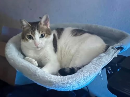 Pisică albă cu gri în patul Mitza, poză trimisă de un cumpărător
